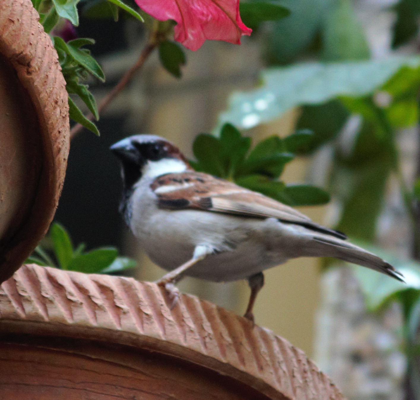 The Endangered House Sparrow Is Making  A Slow Comeback