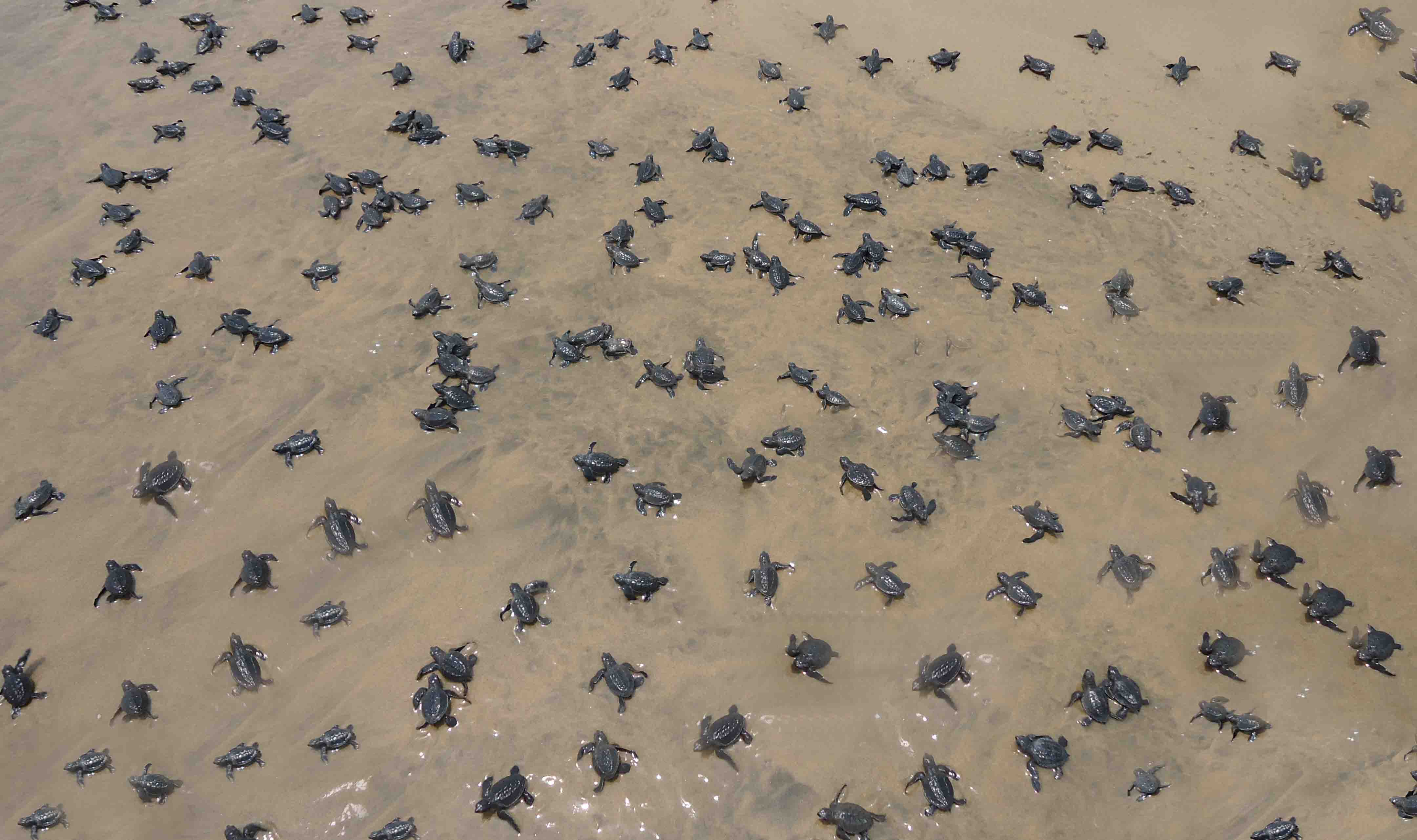 Mass Nesting of Olive Ridley in Odisha Coast